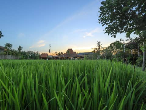 Alaya Resort Ubud — photo 8