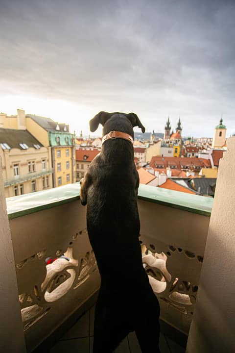 Hotel Paris Prague — photo 8
