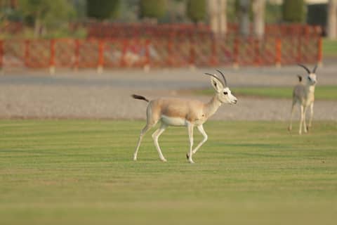 Al Maya Island & Resort — photo 8