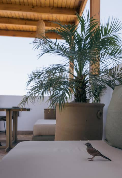 Riad Dar Bayane — balance & terrace