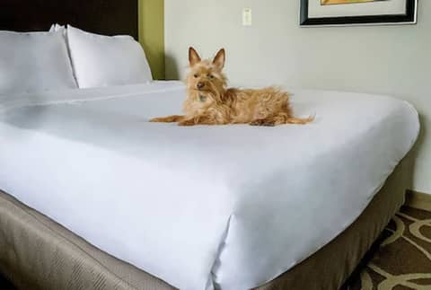 Elimwood Hotel, a Ramada by Wyndham — photo 7
