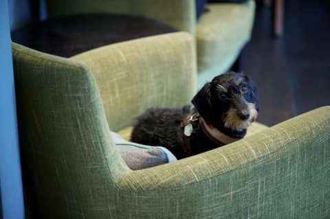 The Lodge Hotel - Putney — other