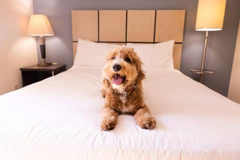 Coratel Suites Extended Stay MSP Airport Minneapolis Richfield — photo 7