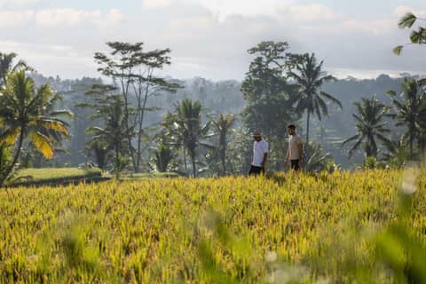 Wapa di Ume Ubud — photo 3