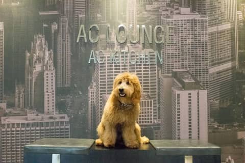 AC Hotel Chicago Downtown — photo 6
