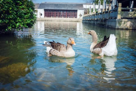 Four Seasons Hotel Hangzhou at West Lake — photo 7
