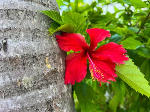 Royal Palms Resort & Spa — other
