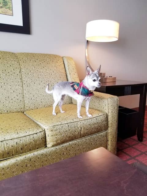 Homewood Suites by Hilton Calgary-Airport, Alberta, Canada — photo 9